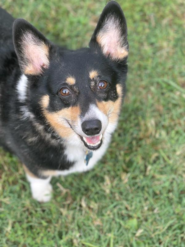 /Images/uploads/Warrick Parks Foundation/pippero-pup-park/entries/27761thumb.jpg